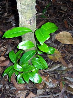 <i>Fontainea oraria</i> Species of tree