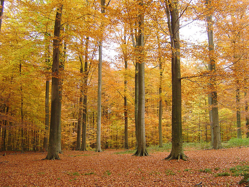 File:Foret de Soignes, 2007-11-04-4.jpg