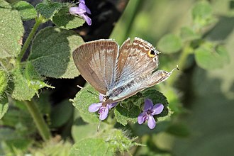 Forget-me-not
Catochrysops strabo female Forget-me-not (Catochrysops strabo) female Nepalgunj.jpg