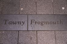 Example of bird species name set into pavement under the art work Forgotton Songs Installation, Birds species names on the ground, Angel Place, Sydney, Australia, Aug 2016.jpg