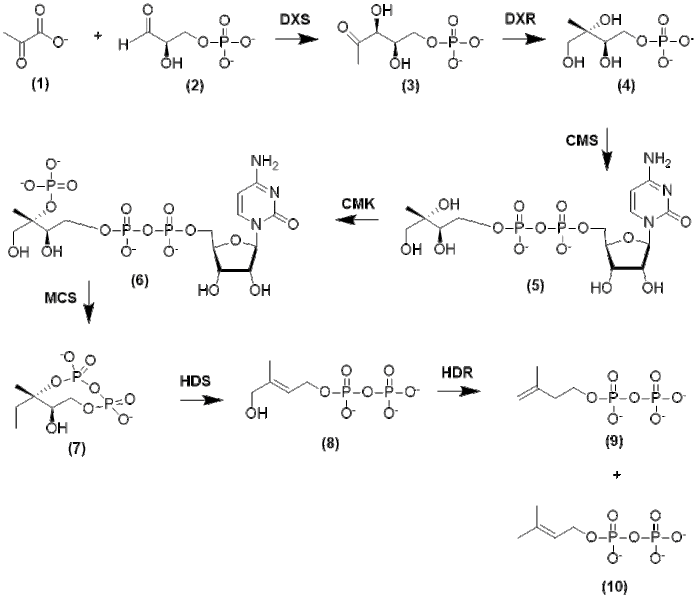 File:Formation of IPP and DMAPP from Pyruvate and Glyceraldehyde 3-Phosphate.gif