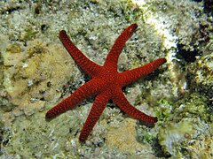 File:Fromia indica - 6-armed.jpeg (Category:Echinoderms of Queensland)