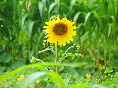 Sunflower (Kangarli) Author: Orxanr89