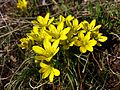 Böhmen-Gelbstern (Gagea bohemica), in Österreich stark gefährdet[9]