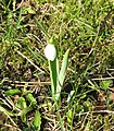 Galanthus elwesii