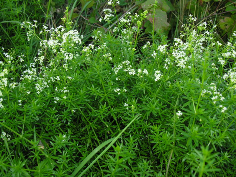 File:Galium.mollugo.5961.Liosi.jpg