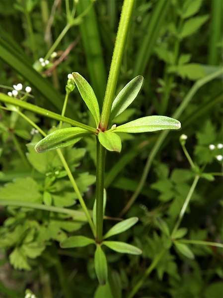 File:Galium trifidum subsp. columbianum 3.JPG