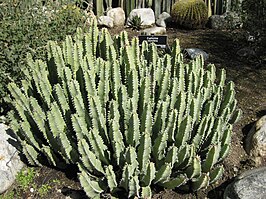 Euphorbia resinifera