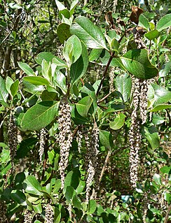 <i>Garrya buxifolia</i> Species of plant