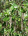 Garrya buxifolia