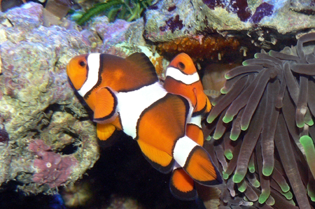 Amphiprion_percula