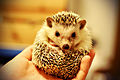 Gendo the Hedgehog (6111053153).jpg
