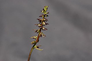 <i>Genoplesium plumosum</i> Species of orchid