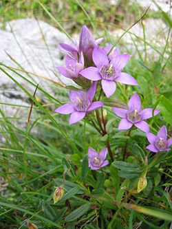 Gentianella aspera.jpg