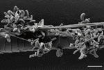 Miniatura para Pseudeurotiaceae