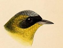 Geothlypis auricularis Keulemans.jpg