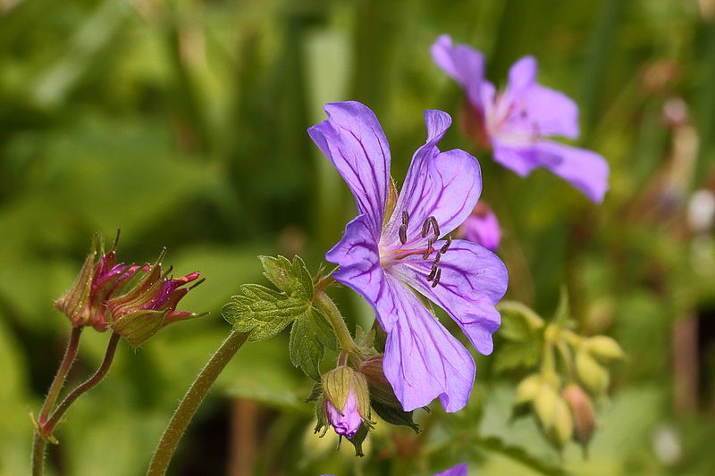 File:Geranium malviflorum 01.JPG