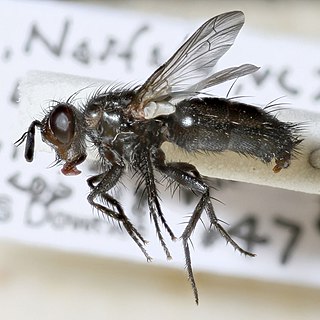 <i>Germaria</i> Genus of flies