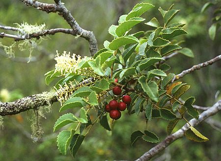 Gevuina avellana