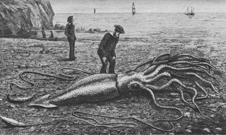 #43 (24/9/1877) Another depiction of the Catalina specimen, showing the animal after it had died