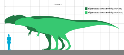 Giganotosaurus specimens.svg