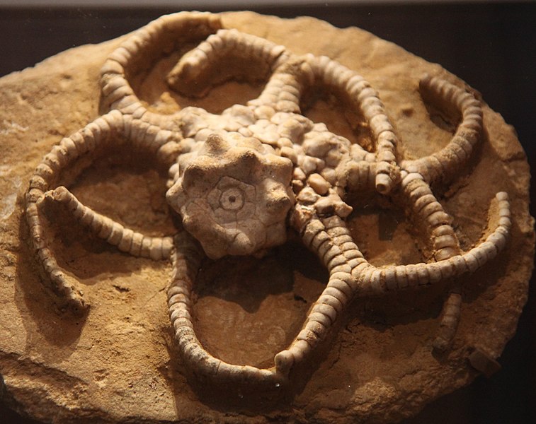 File:Gilbertsocrinus typus - extinct crinoid - Smithsonian Museum of Natural History - 2012-05-17.jpg