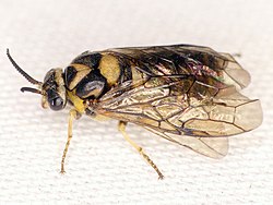 Gilpinia hercyniae.jpg