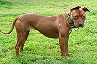 002 American Pit Bull Terrier.jpg