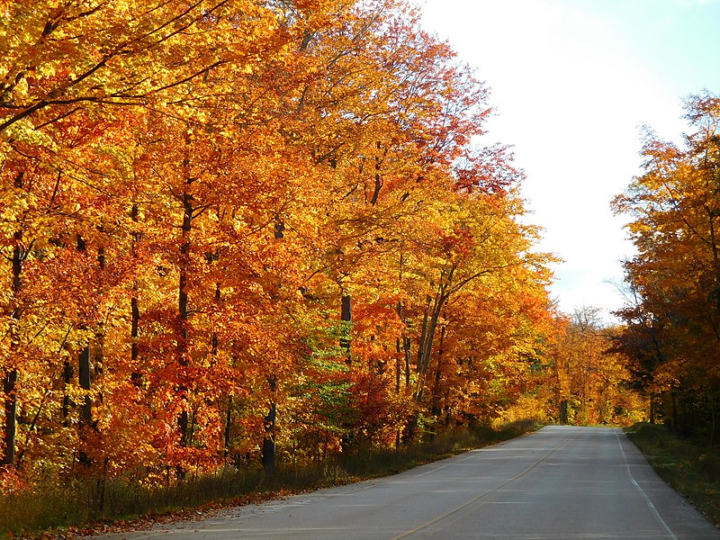 File:Glorious Oranges, Yellows, and Reds of the H-58 Roadside Trees.jpg