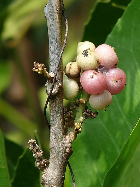 File:Glycosmis pentaphylla in Kudayathoor.jpg