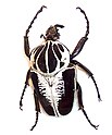 Goliath beetle.jpg