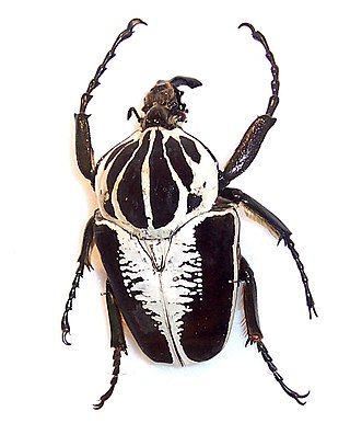 <i>Goliathus</i> Genus of beetles