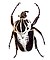 Goliath beetle.jpg