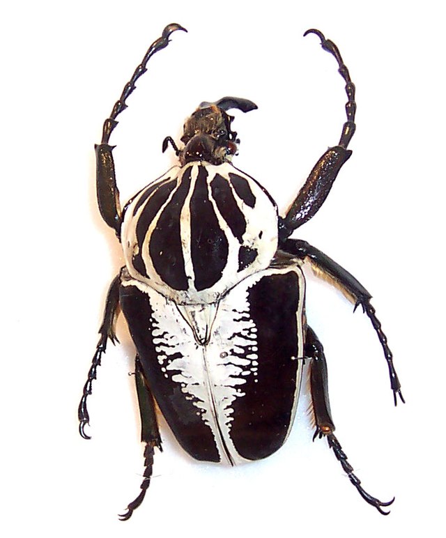 Giant Beetle, It Takes Two Wiki