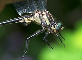 Phanogomphus descriptus