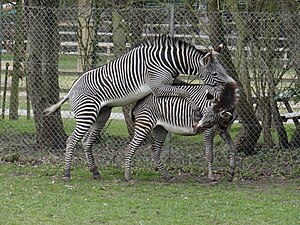 A pair of Grévy's zebras mating