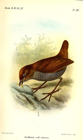 Ilustração de Joseph Smit, 1890