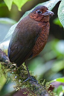 Giant antpitta Species of bird