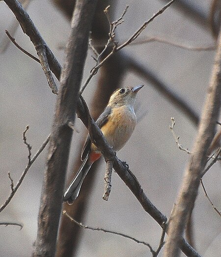 Tập_tin:Granatellus_venustus.jpg