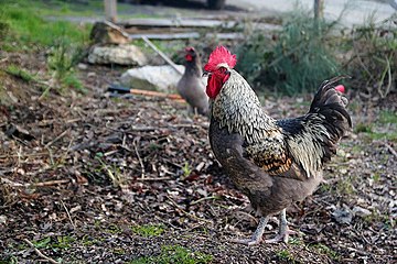 Coq: Exemples de mâles, Chant et transcriptions, Dans la culture