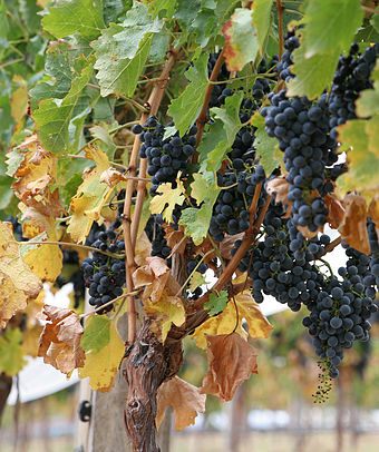 Grapevines need a balance of sufficient leaf cover in order to produce photosynthesis but not shade the grapes too much from sunlight. Grapes03.jpg