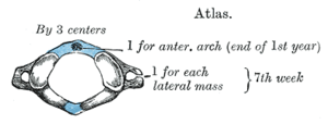 The atlas ossifies from three centers. Gray104.png