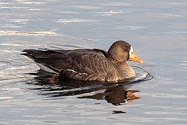 Anser albifrons flavirostris (Greenland white-fronted goose), swimming