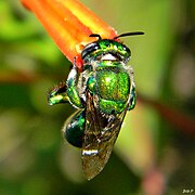 Une abeille orchidée verte, en Floride.