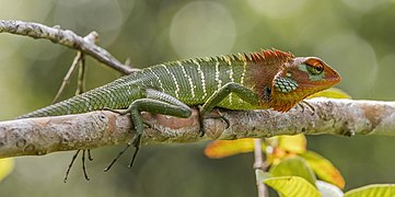 Calotes calotes (Green garden lizard) male in breeding colours (body)