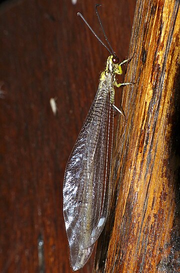 Hagenomyia tristis