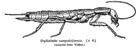 Grylloblatta