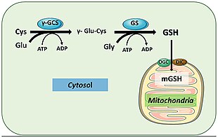 Glutathione (GSH) is synthesized in the cytoplasm of liver cells and imported to the mitochondria where it functions as a cofactor for a number of antioxidant and detoxifying enzymes. Gsh mitochondria.jpg