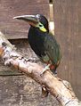 Guianan Toucanet at Tropical Birdland, Leicestershire