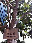 HKCL CWB tree 高山榕 Ficus altissima Oct-2013 001.JPG